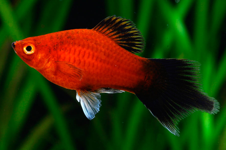 04-3.Platy Moonfish.jpg