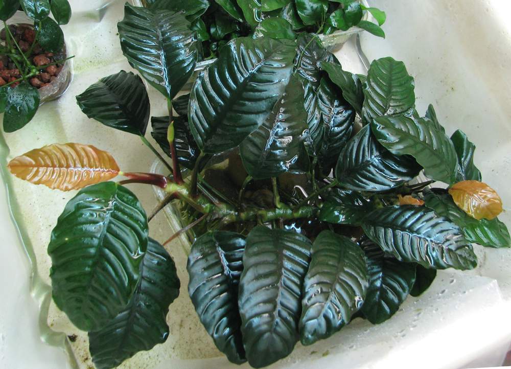 1391407548_anubias-bartera-kofeynolistnyy-anubias-barteri-var.-coffeefolia.jpg