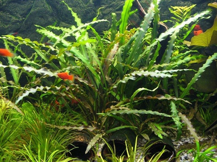 1433440400_cryptocoryne-spiralis.jpg