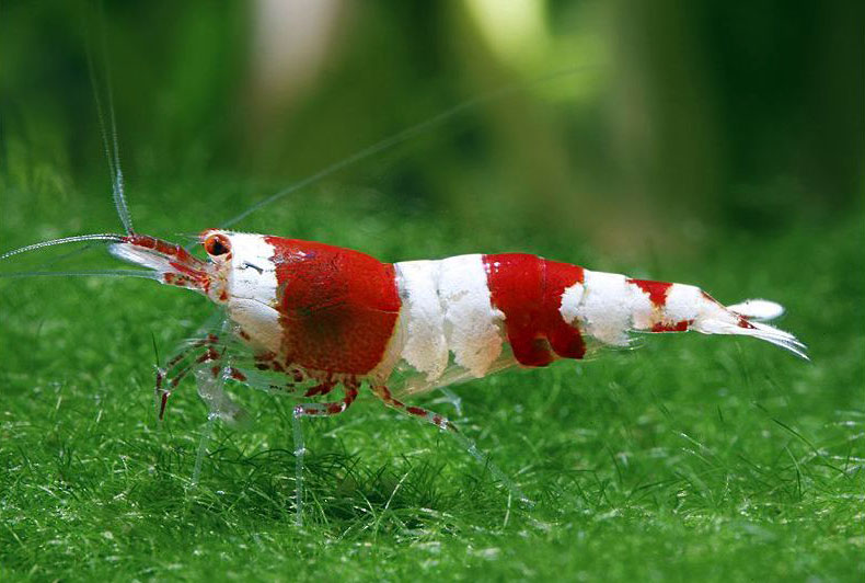 15-2.Caridina-cantonensis-Crystal-Red.jpg