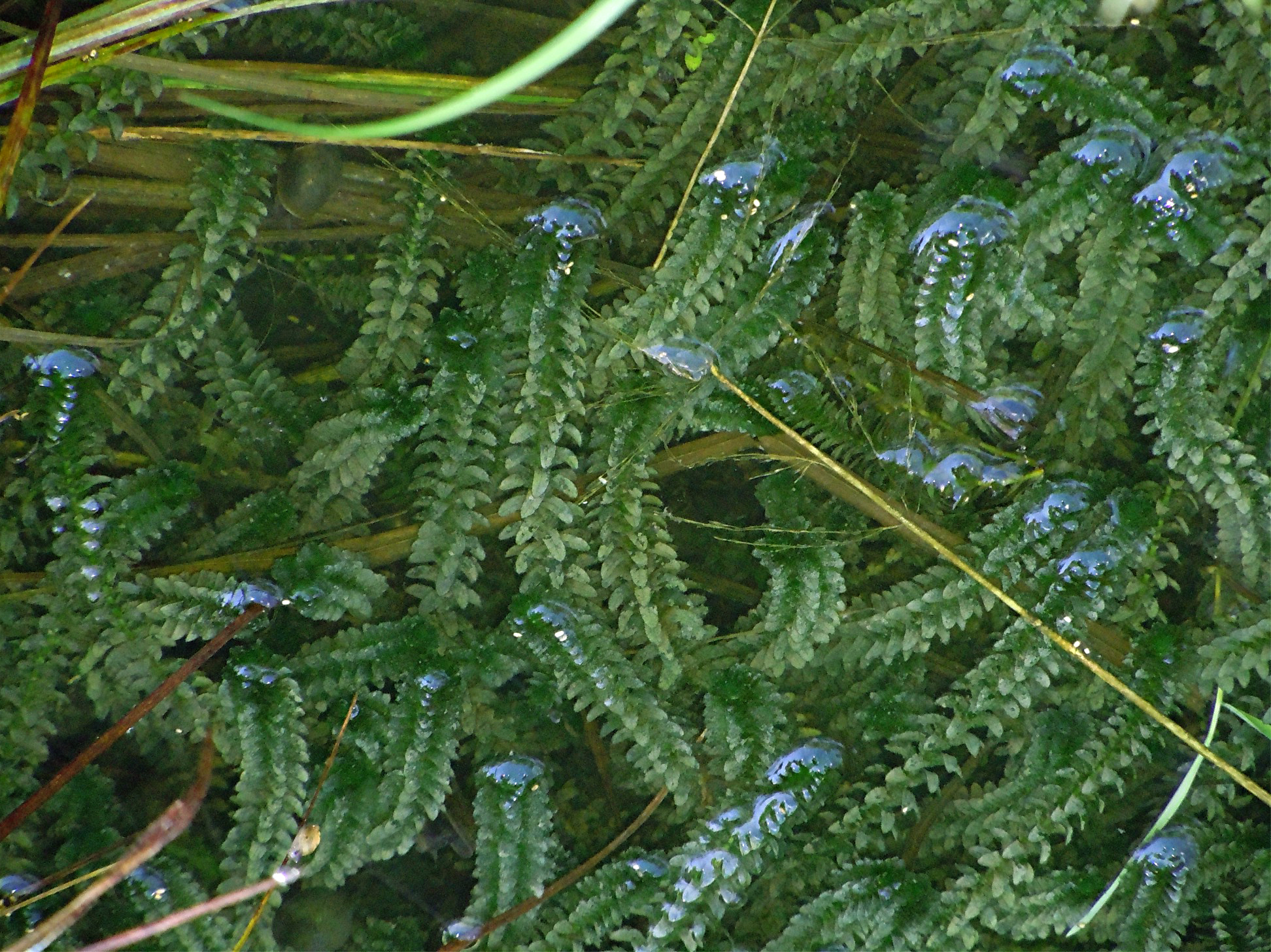 2048 Elodea canadensis 05 675.jpg