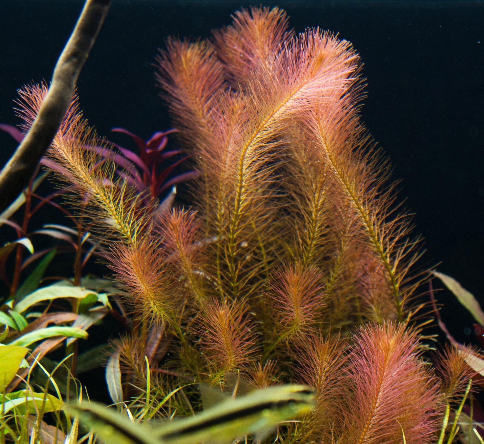 2048 Rotala wallichii 02 306.jpg