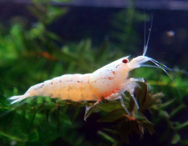 21-2.Caridina-cantonensis-Snow-White.jpg