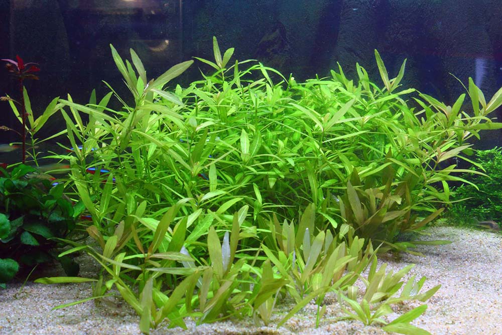 24-3.Hygrophila-polysperma.jpg