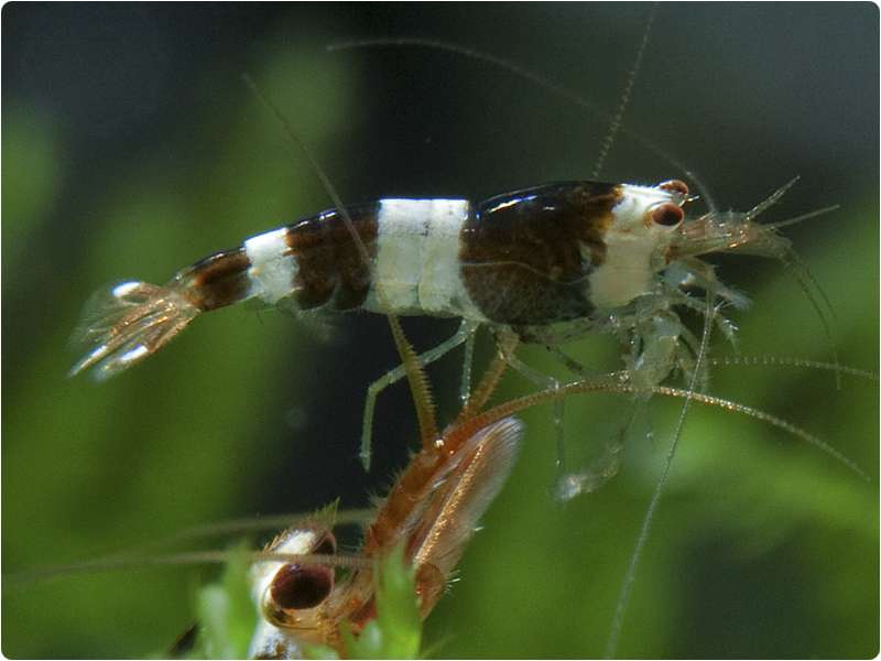 38_4_bienengarnele_k4_caridina_cantonensis_5_600x600@2x.jpg