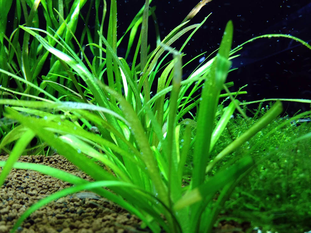 53-2_Sagittaria-subulata.jpg