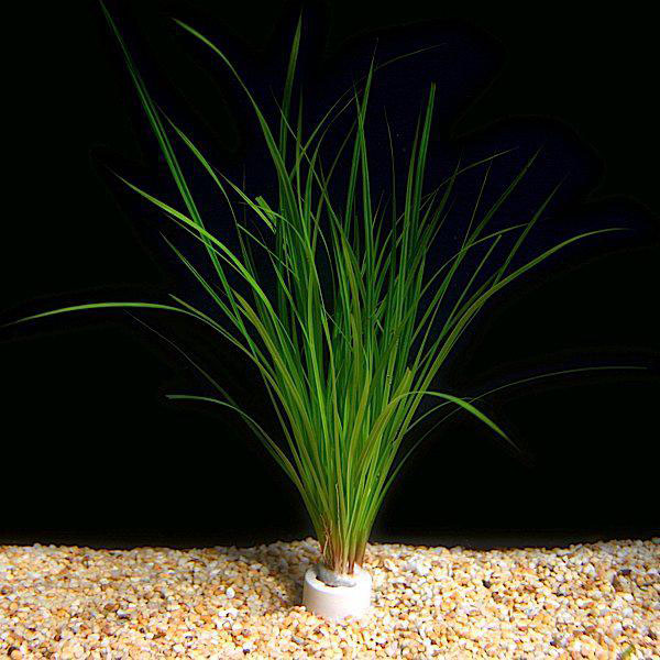 58-2.Cyperus-helferi.jpg