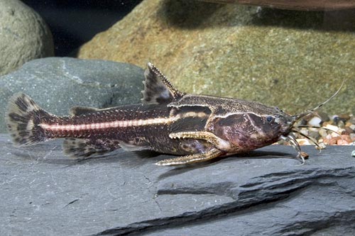 70-1-Acanthodoras-cataphractus.jpg