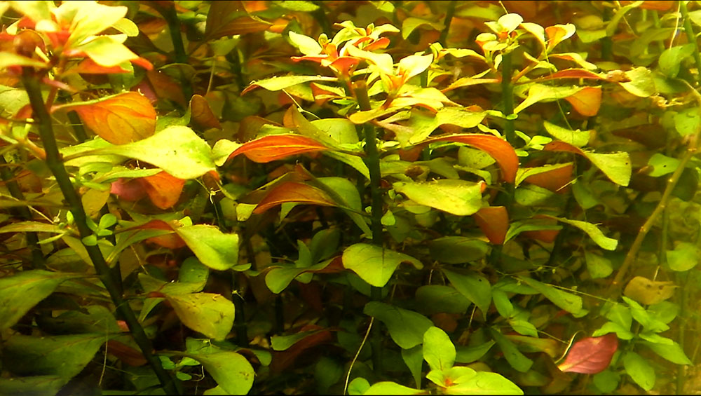 75-2.Ludwigia-repens.jpg