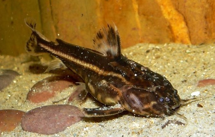 Acanthodoras cataphractus1.jpg