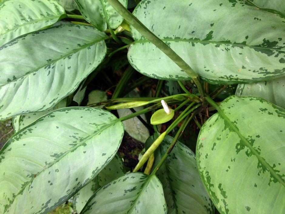 Aglaonema-crispum.jpg