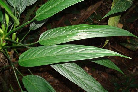 aglaonema-simplex-1.jpg