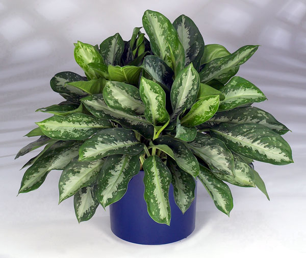 Aglaonema_Key_Largo1[1].jpg