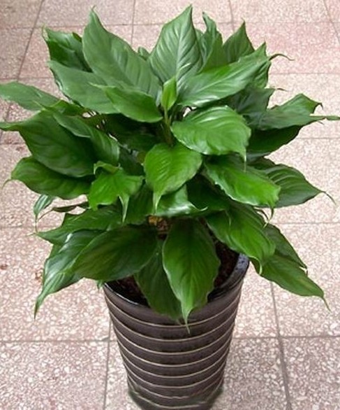 Aglaonema_Modestum_530.jpg