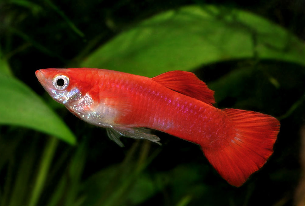 akvariumnye_rybki_guppi_10_17092216.jpg