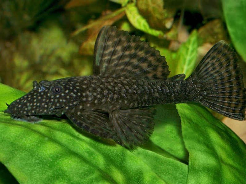 akvariumnyi-som.jpg