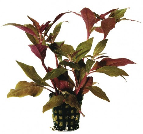 ALTERNANTHERA-CARDINALIS-5-CM-POT-e1446645056396-469x440.jpg