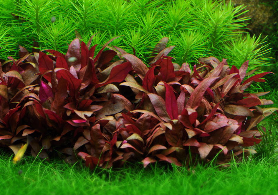 Alternanthera-Reineckii-Mini-Care-Sheet-Reineckii-Mini-for-sale-and-where-to-buy-AquaticMag-3.jpg