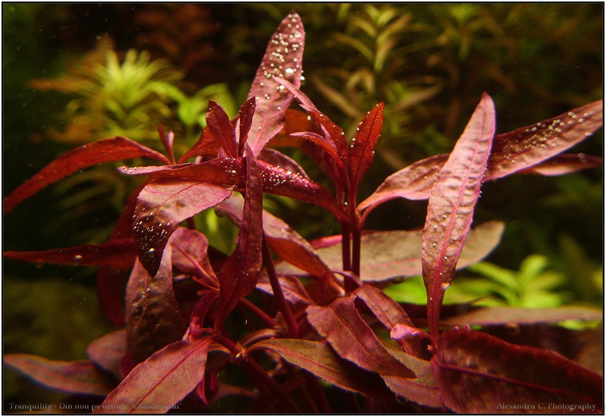 alternanthera_sessilis_red_12004595e.jpg