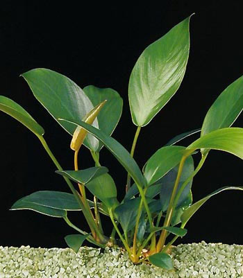 Anubias-giletti.jpg