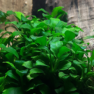 anubias.jpg