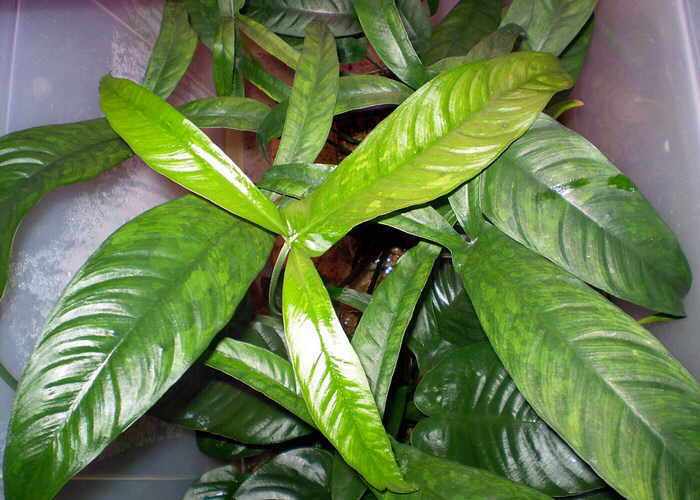 Anubias pynaertii.jpg