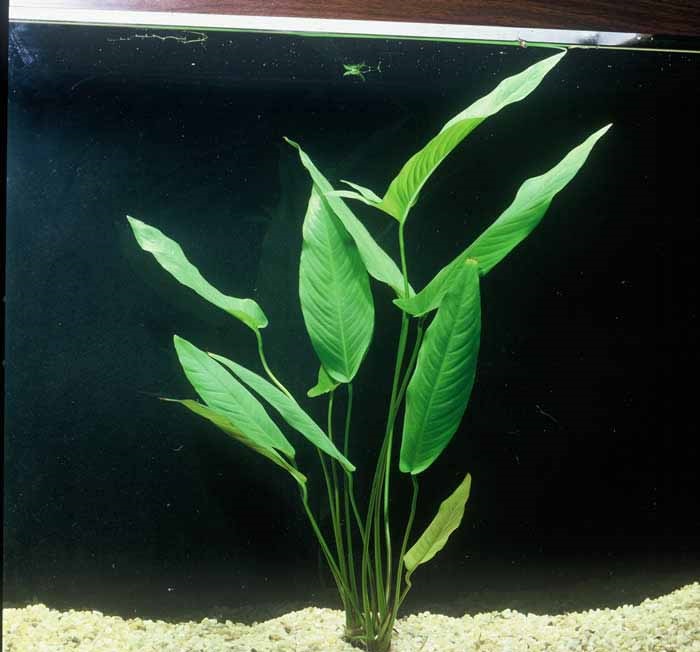 Anubias_gigantea1.jpg