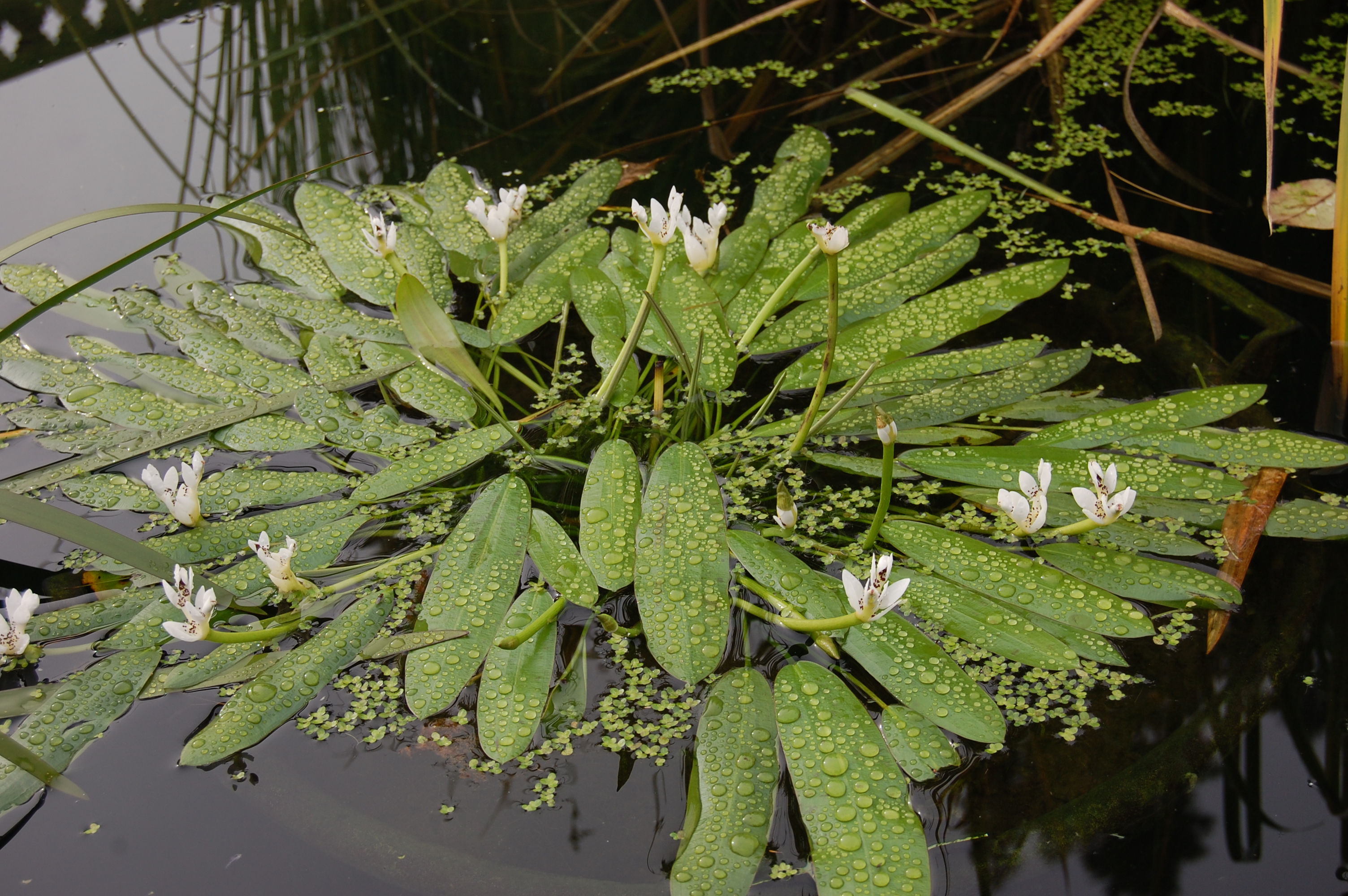 aponogeton-distachyos.jpg