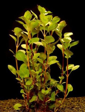 aquaplant_ludwigia_palustris_73_83.jpg