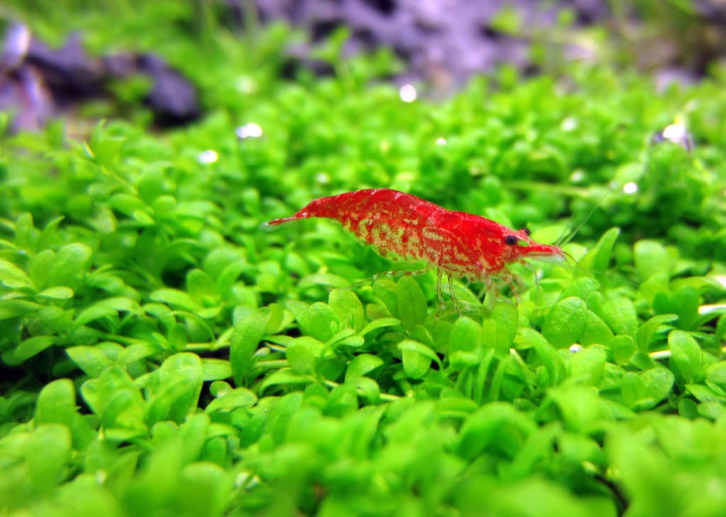 Aquascape-ADA.jpg