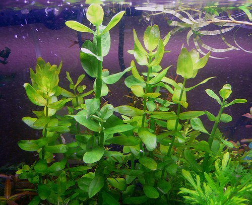 Bacopa_lanigera_4.jpg