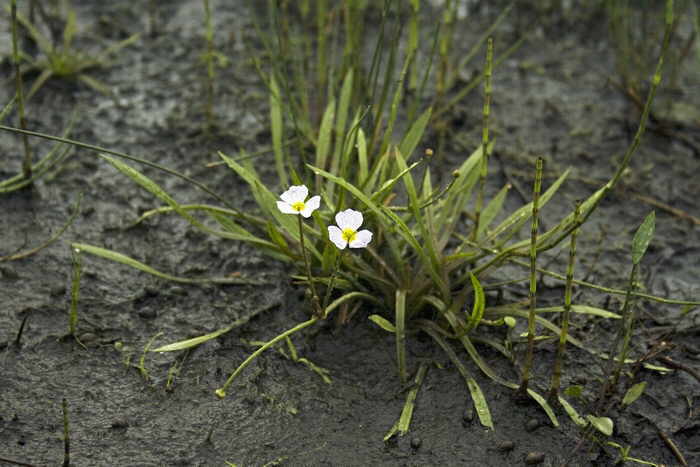 Baldellia ranunculoides.jpg