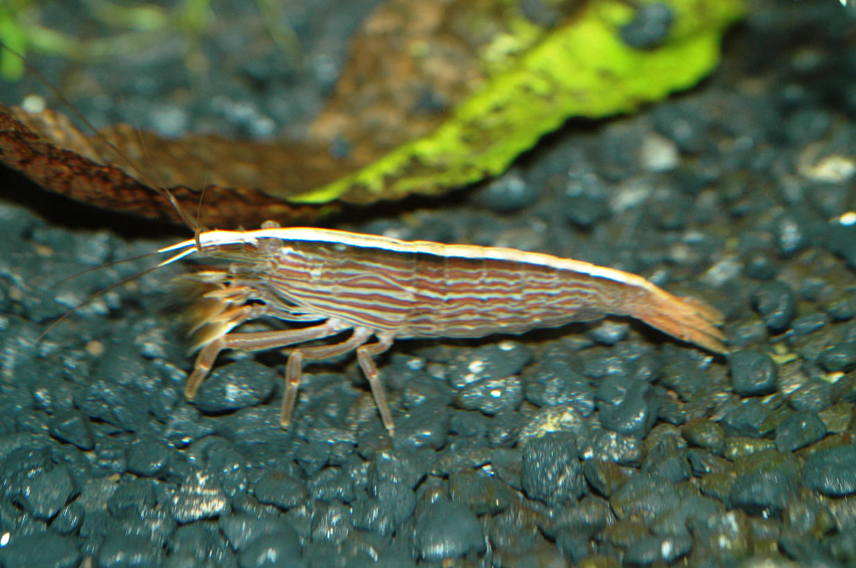 Bamboo-Shrimp2.jpg