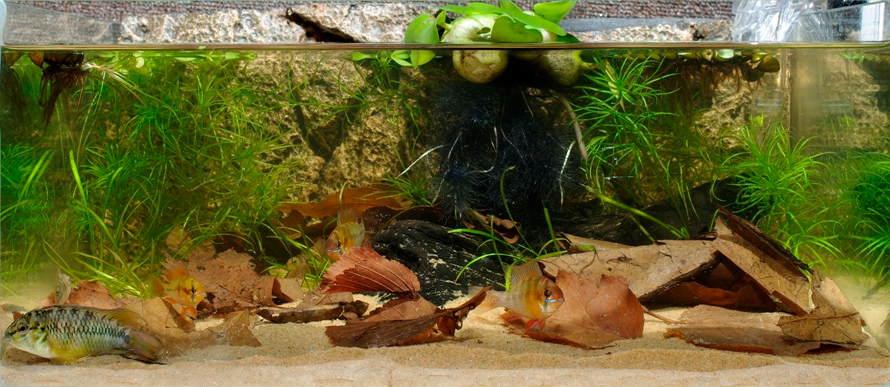 biotope-aquarium-c2013_96-1.jpg