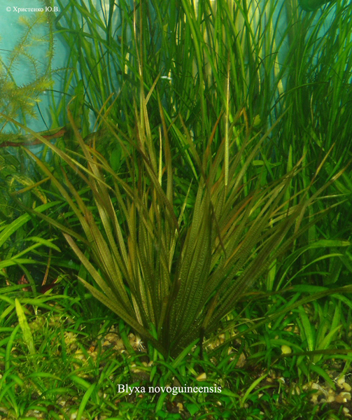 Blyxa_novoguineensis_..jpg