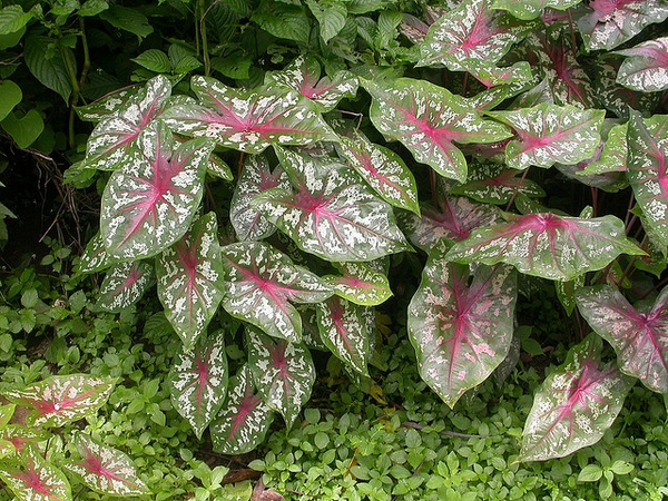 Caladium-bicolor--Scamberdale--CC-BY-NC.jpg