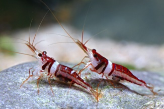 Caridina spongicola.jpg