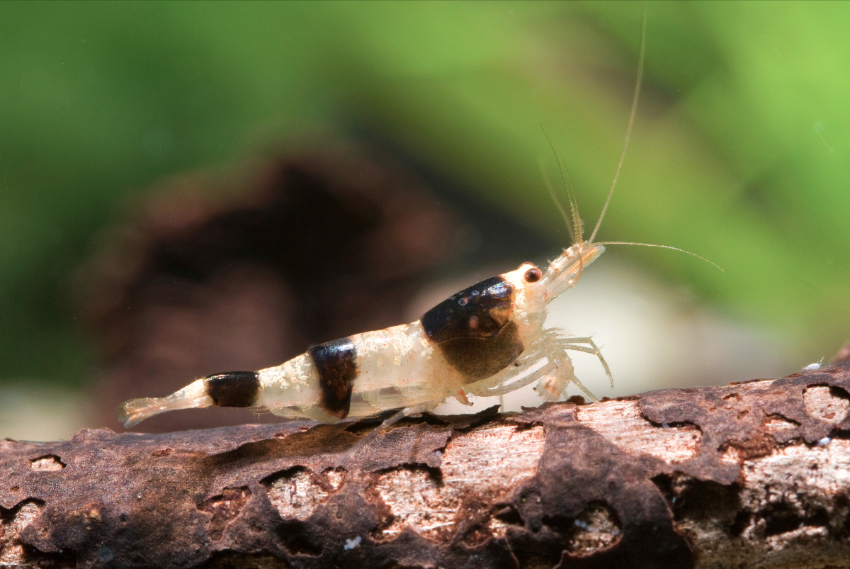 caridina_boehmei_werner-klotz.jpg