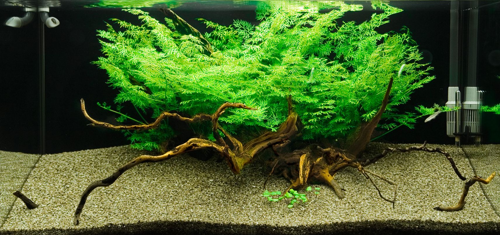 Ceratopteris_thalictroides_aquascape.jpg