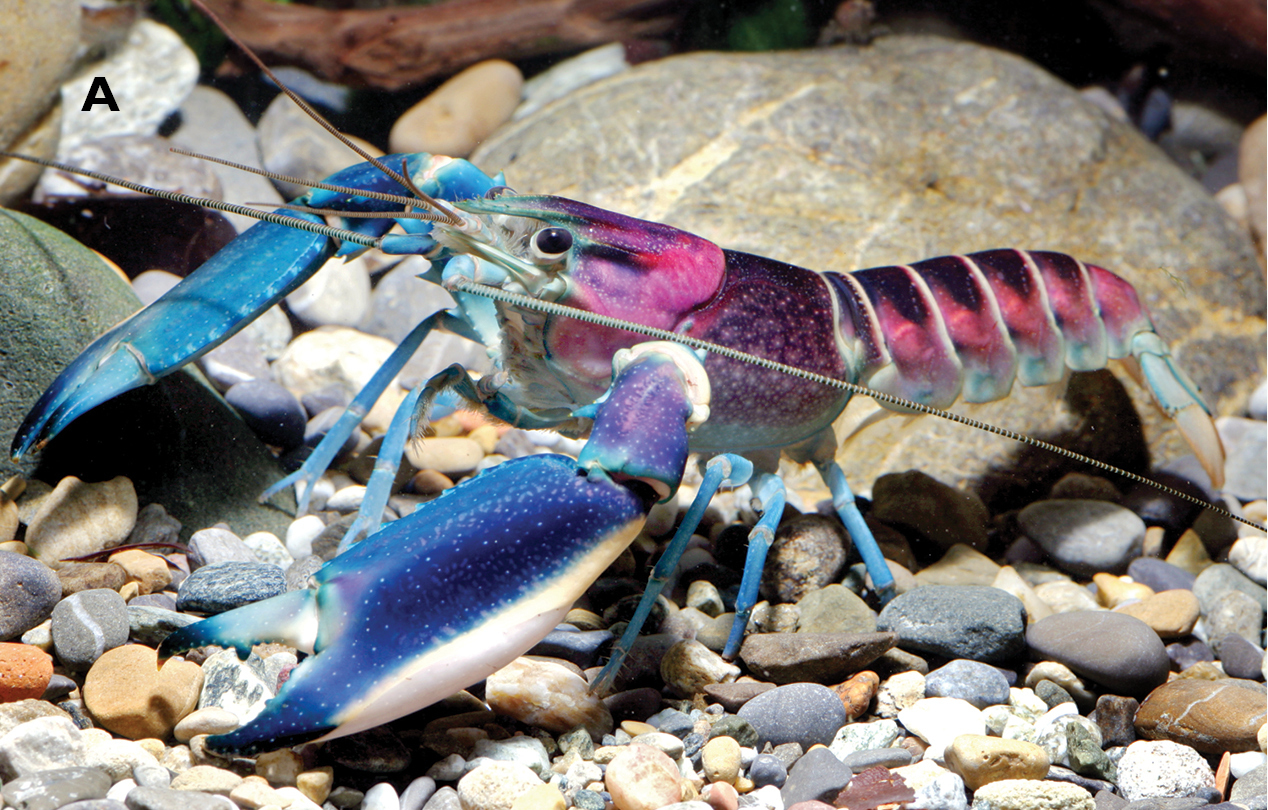 cherax-pulcher-crayfish.jpg