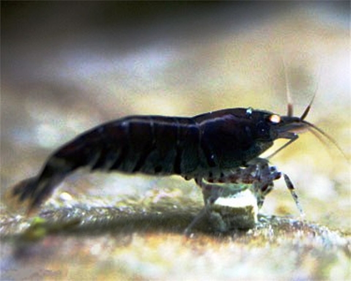 Chernaya-tigrovaya-krevetka-Caridina-cantonensis-sp-Black-Tiger.jpg