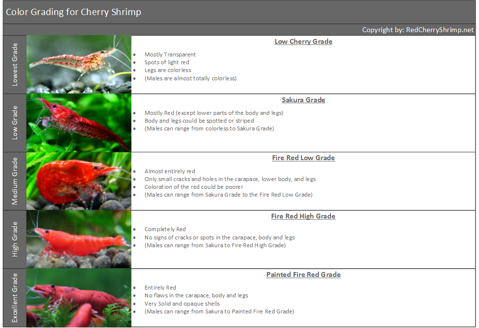 Cherry-Shrimp-Grading-for-Freshwater-Shrimp-in-Aquariums-Red-Cherry-Shrimp.png