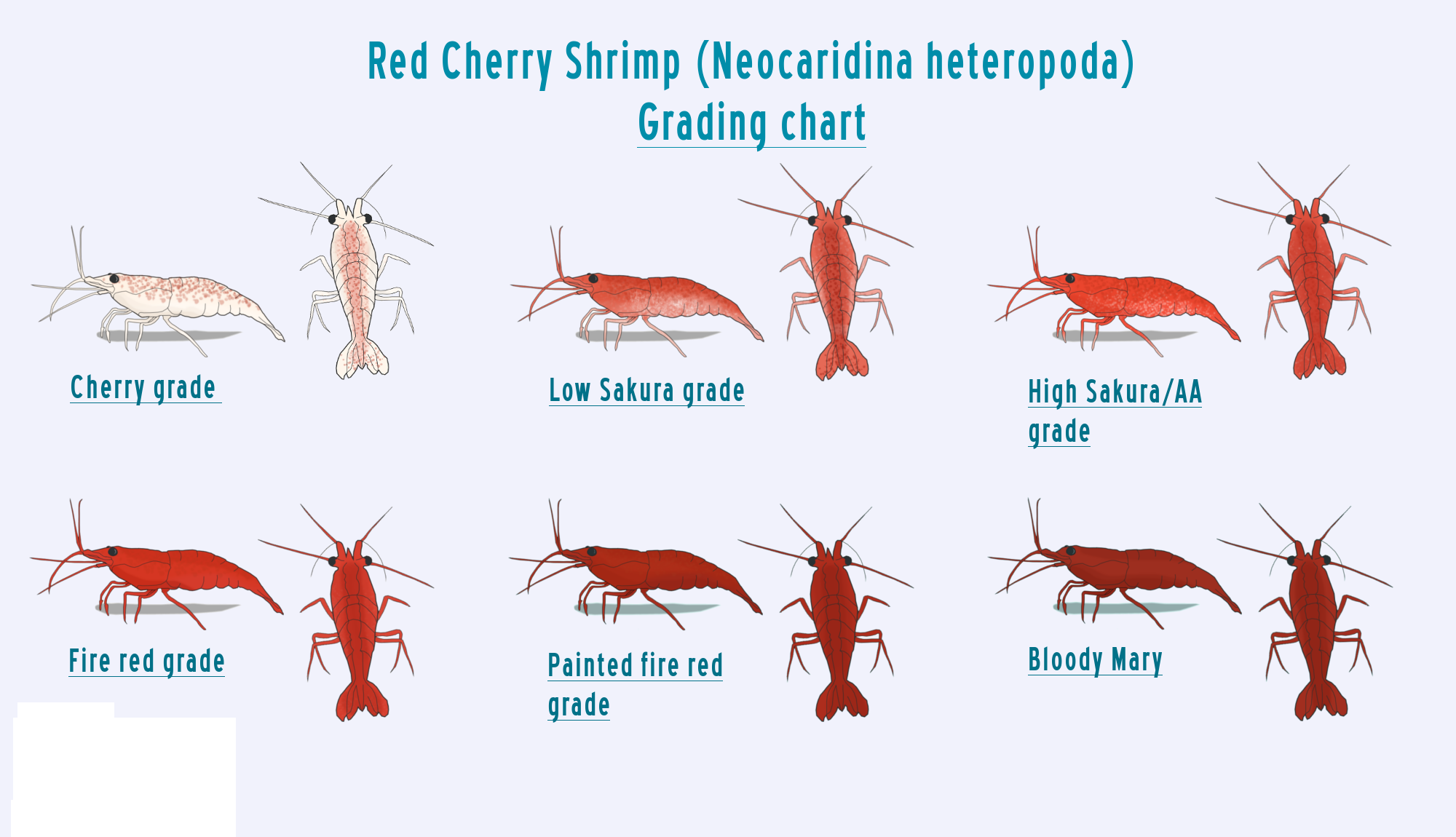 cherryshrimpchart.png