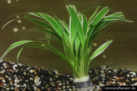 chlorophytum-bichetii.jpg