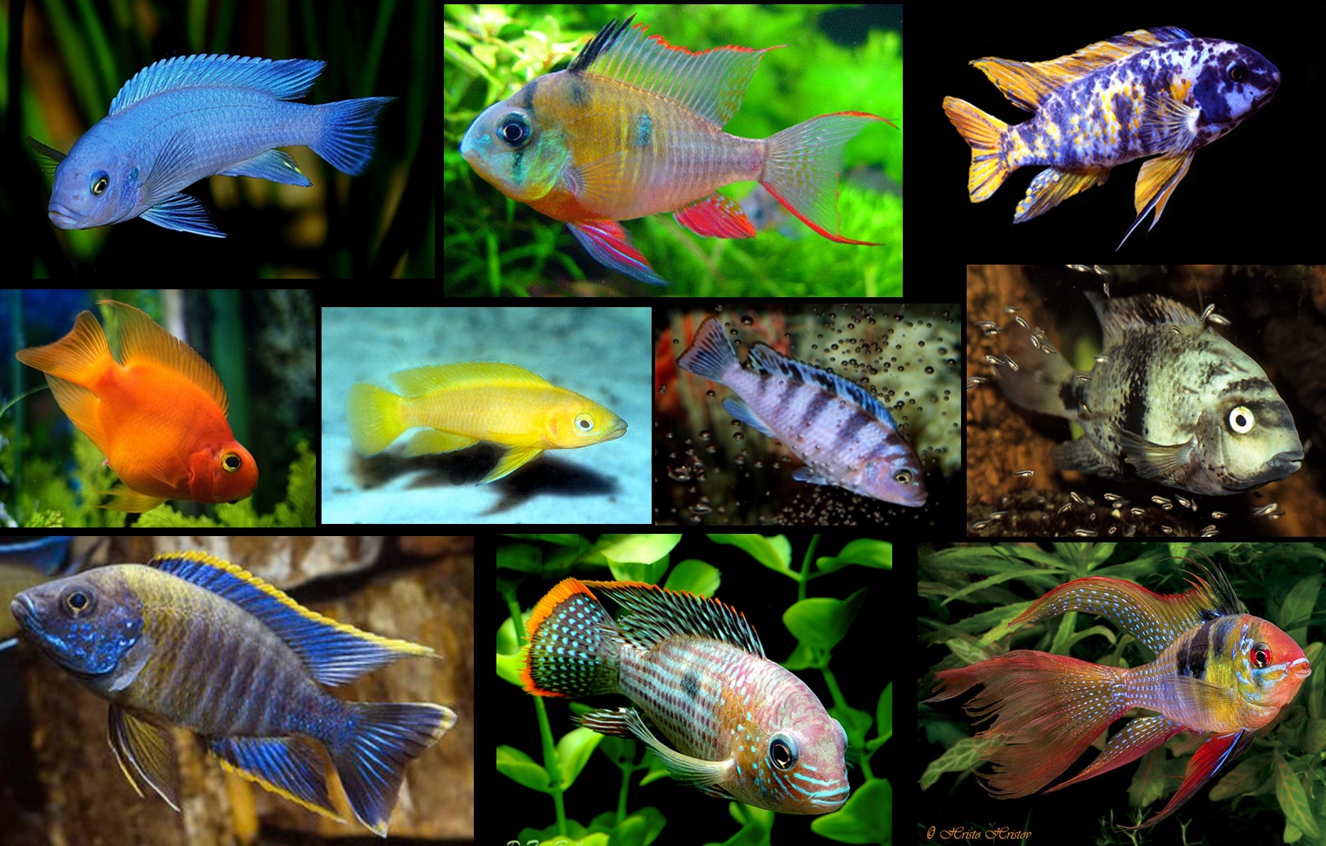 cichlid-collage1.jpg