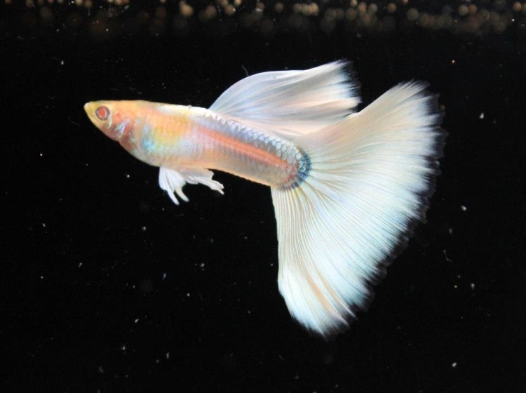 content_full-platinum-guppy-indofishexporter-com-.jpg