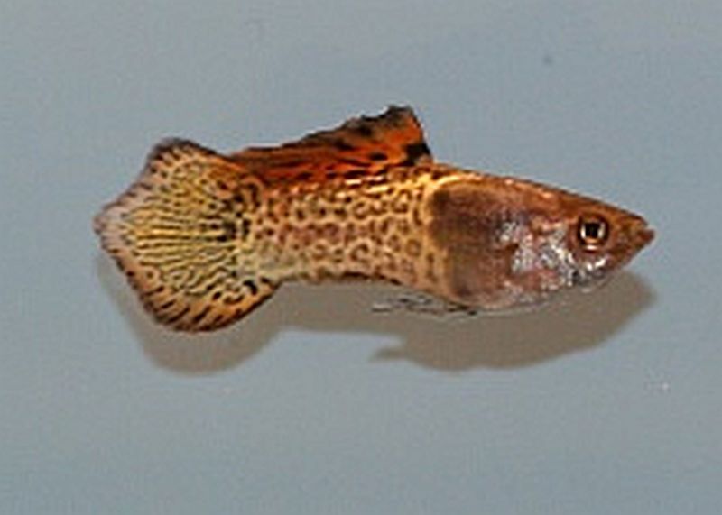 content_spade-tail-guppy.jpg