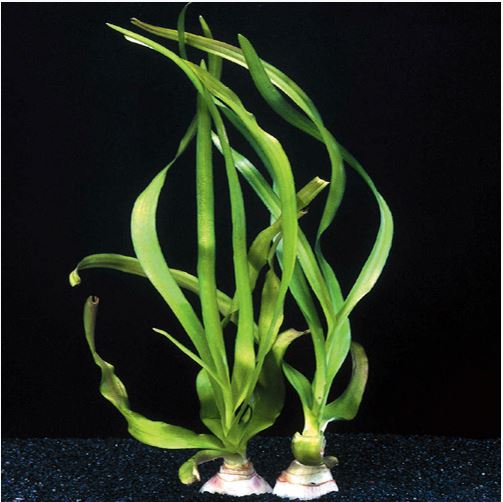 Crinum-thaianum-Water-Onion-Fresh-Water-Aquarium-Plant.jpg