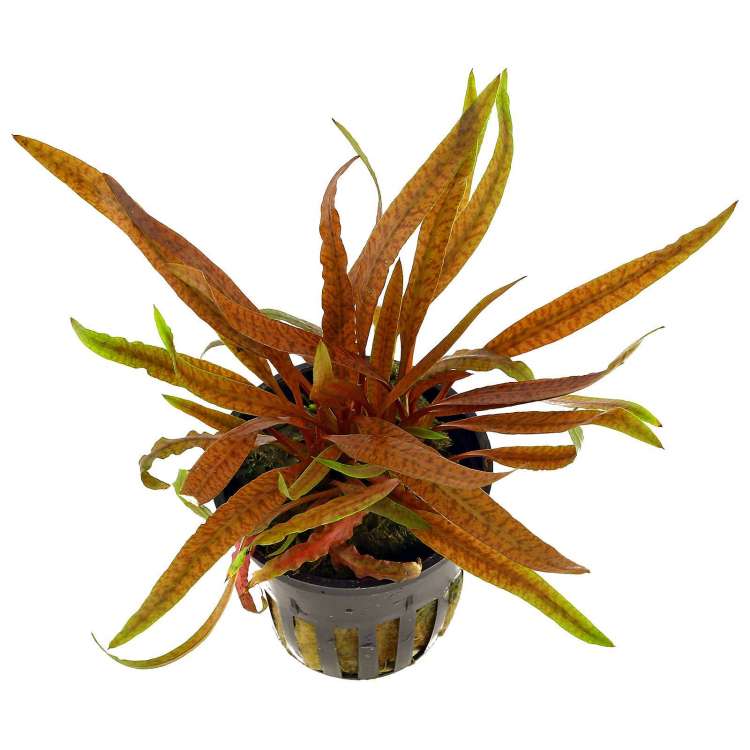 cryptocoryne-albida-brown.thumb.jpg.1739b925165e2e1745b9e5e866b9f7c1.jpg