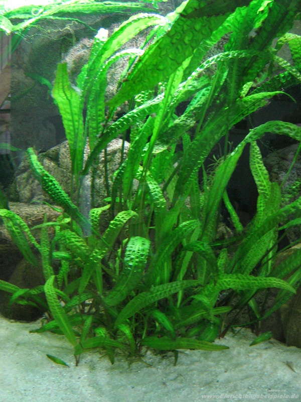 cryptocoryne-aponogetifolia__04a8a2c2b727bfd1aa744a8a2a8cf772.jpg